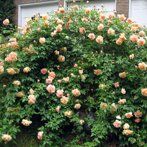 Apricot-yellow - noisette rose